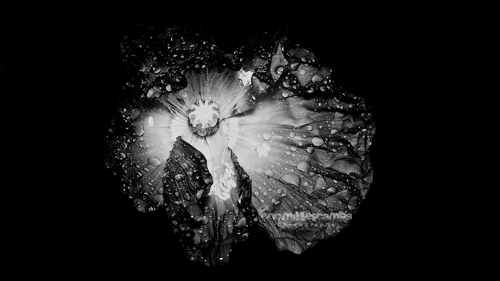 DSC04420   Version 2a